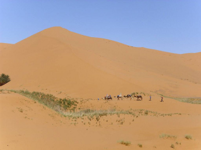 骆驼 动物 夏天 脚印 撒哈拉 风景 天空 地平线 热的