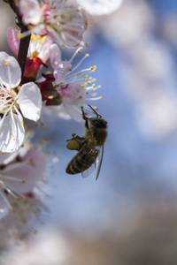 粉红色 美丽的 分支 野生动物 花的 蜜蜂 花蜜 夏天 花园