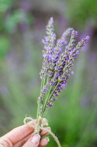 颜色 开花 芳香疗法 芬芳 芳香 夏天 美女 薰衣草 植物