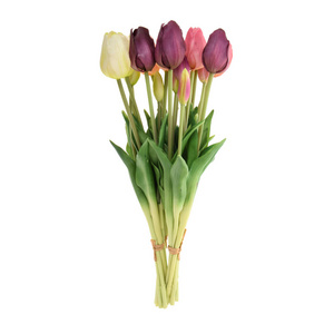颜色 物体 塑料 花的 花瓣 优雅 植物 树叶 美女 郁金香