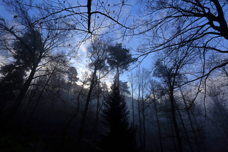 自然 风景 森林 薄雾 概述 轮廓 天空
