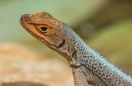 熔岩的脖子图片