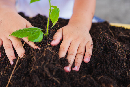 家庭 堆肥 园艺 复制空间 保护 发芽 幼树 节约 男孩