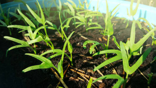 季节 植物 农场 栽培 花园 土地 蔬菜 幼苗 幼树 发芽