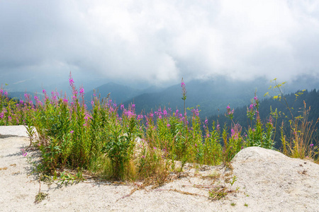 美丽的 伍兹 小山 天空 环境 攀登 天际线 遥远的 岩石