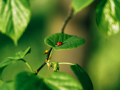 昆虫 美女 草地 美丽的 生物学 甲虫 领域 植物区系 缺陷
