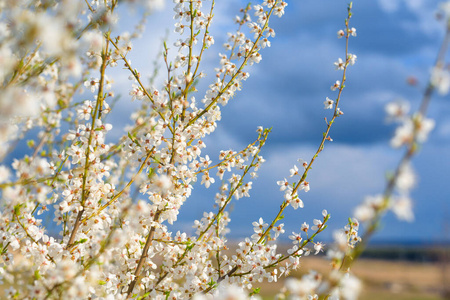 盛开 季节 夏天 分支 日本 粉红色 太阳 樱花 颜色 花园