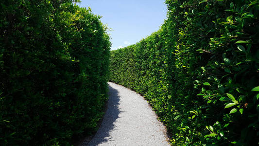 园艺 灌木 迷宫 植物 公园 树篱 夏天 茶道 自然 美丽的