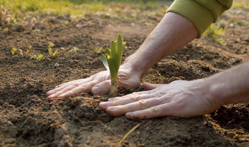 土壤 地面 生态学 春天 男人 环境 挖掘 幼苗 种植 花园