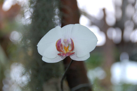 植物 植物区系 花园 夏天 自然 特写镜头 花的 春天 花瓣