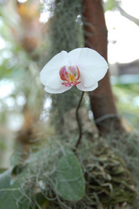 特写镜头 开花 自然 夏天 美女 春天 花园 美丽的 植物