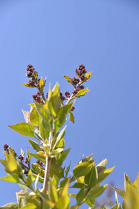 开花 花瓣 分支 灌木 季节 粉红色 颜色 自然 丁香花