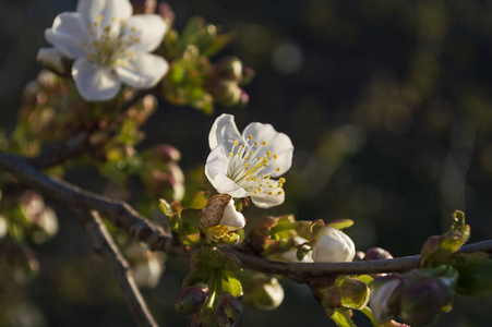 植物学 生活 樱桃 花的 春天 美丽的 季节 颜色 分支