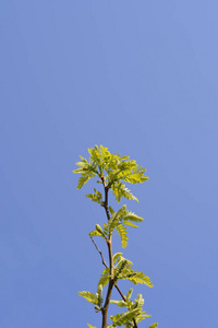 植物学 花园 自然 植物 春天 天空 分支