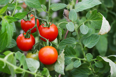 番茄 农场 分支 美味的 饮食 灌木 领域 夏天 维生素