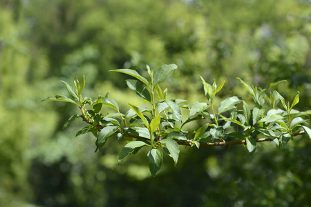 植物 花园 春天 自然 植物学 灌木