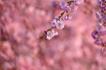 植物学 墙纸 花的 植物 特写镜头 樱桃 日本人 樱花 公园