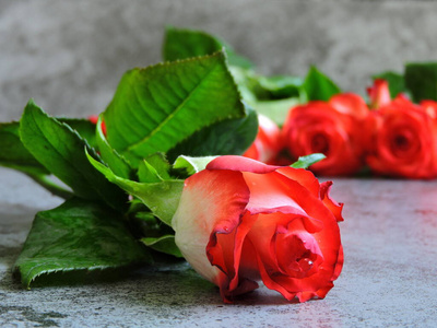 开花 玫瑰 花瓣 约会 假日 庆祝 浪漫 礼物 情人 浪漫的