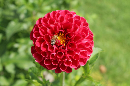 多年生植物 菊科 墨西哥 开花 大黄蜂 墨西哥人 植物区系