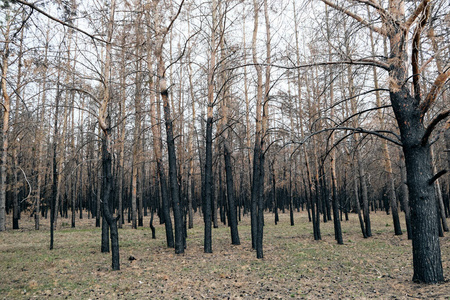 国家的 风景 松木 损害 燃烧 分支 环境 生态学 野火