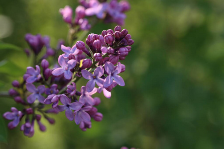 美丽的 礼物 紫色 灌木 花的 季节 特写镜头 素描 美女