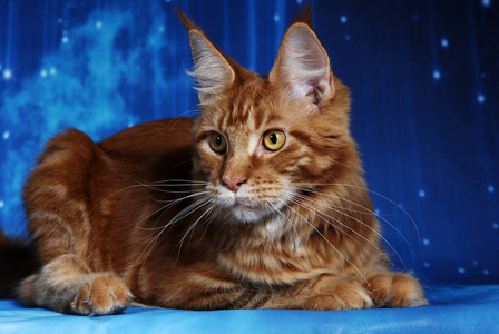 哺乳动物 长发 基蒂 乐趣 美丽的 眼睛 电视剧 肖像 小猫