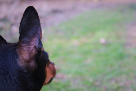 可爱的 小狗 肖像 繁殖 杜宾犬 宠物 自然 猎犬 哺乳动物