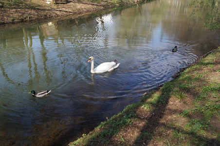 动物 反射 公园 池塘 天鹅 羽毛 美女 风景 自然 美丽的