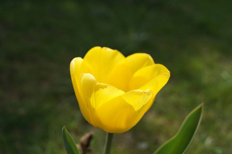 花瓣 美丽的 花的 花园 季节 开花 春天 特写镜头 植物