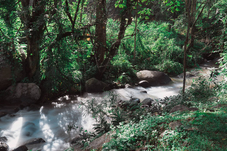 丛林 泼洒 公园 木材 自然 精彩的 树叶 风景 夏天 植物