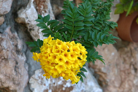 温柔 海岸 雏菊 芳香 花园 早晨 领域 花瓣 放松 自然