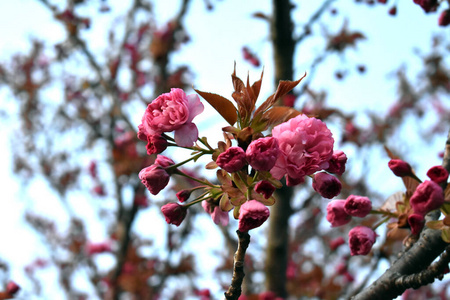 趋势 墙纸 植物 花的 风景 分支 花束 乡村 樱花 花园