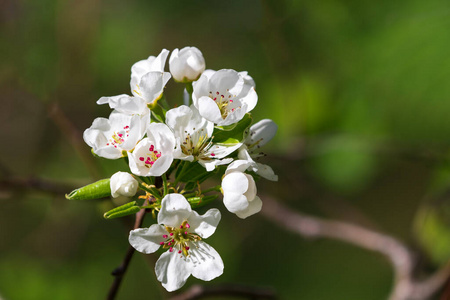 果园 盛开 植物区系 农业 细枝 分支 四月 花粉 美丽的