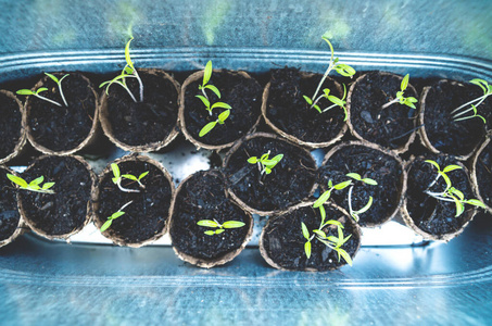 季节 活动 自然 生态学 蔬菜 土壤 栽培 植物学 环境