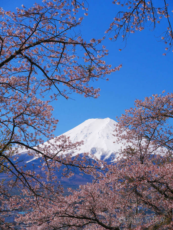 自然 旅游业 樱花 日本 雪盖 四月 藤山 风景 外部 山梨