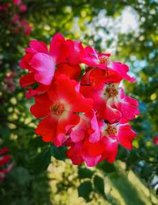 礼物 粉红色 植物区系 植物学 开花 盛开 季节 植物 花园