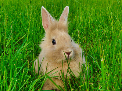 毛皮 复活节 毛茸茸的 可爱的 夏天 动物 哺乳动物 兔子