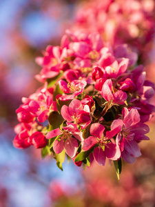 美丽的 果园 生长 春天 粉红色 花的 花园 樱桃 植物
