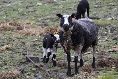 绵羊 母羊 宝贝 羔羊 牛奶 草地 可爱的 放牧 羊毛 特写镜头