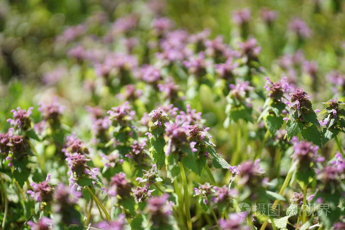开花 野花 紫色 公园 草本植物 植物学 草地 自然 花瓣