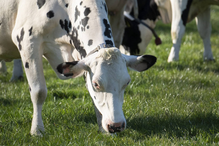 土地 哺乳动物 农场 乡村 国家 荷斯坦 乳制品 牧场 风景