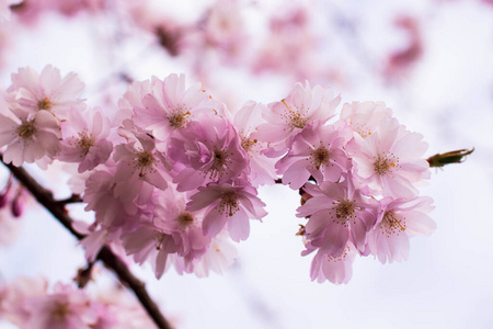 春天 天空 分支 花瓣 花序 自然 美女