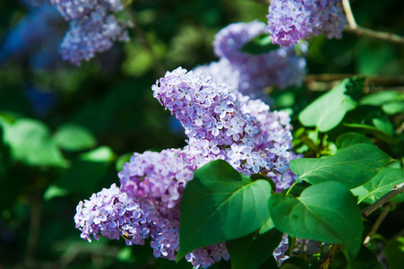 植物学 分支 花园 灌木 紫色 季节 美女 夏天 美丽的