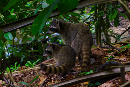 克里亚 格里斯 哥斯达黎加 森林 美洲中部 哺乳动物 浣熊