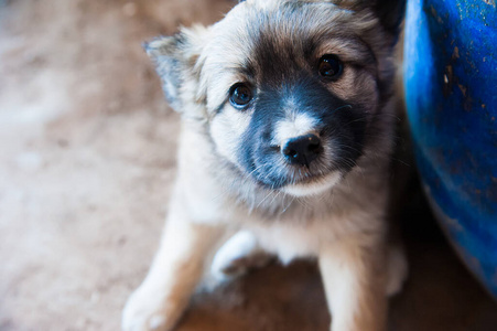 犬科动物 朋友 小狗 宠物 迷路 眼睛 动物 肖像 可爱的