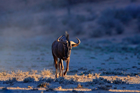 公牛 角马 迁移 玛拉 食草动物 动物 动物群 卡拉哈里