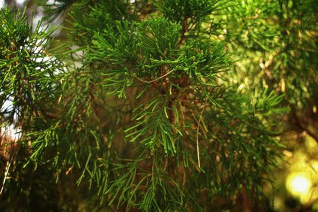 自然 美丽的 木材 夏天 森林 分支 植物 特写镜头