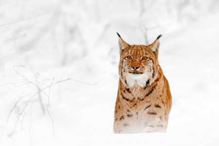 特写镜头 野猫 危险的 山猫 野生动物 草地 猫科动物 荒野