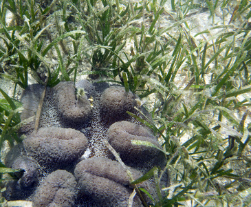 海的 生物 野生动物 在下面 水肺 自然 水下 海底 水族馆