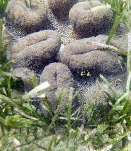 特写镜头 海底 美丽的 水肺 水下 颜色 海洋 野生动物